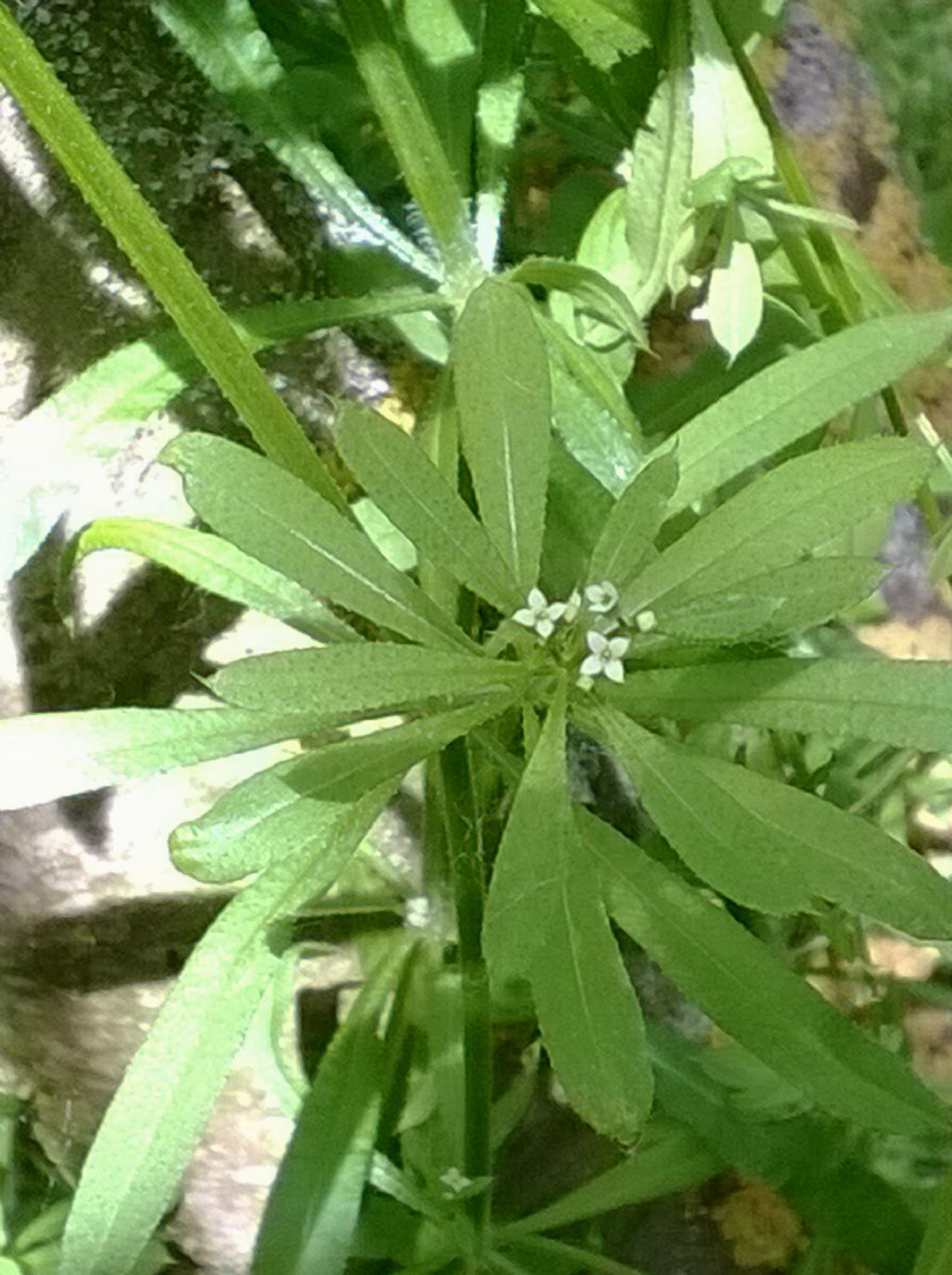 Galium cfr. aparine